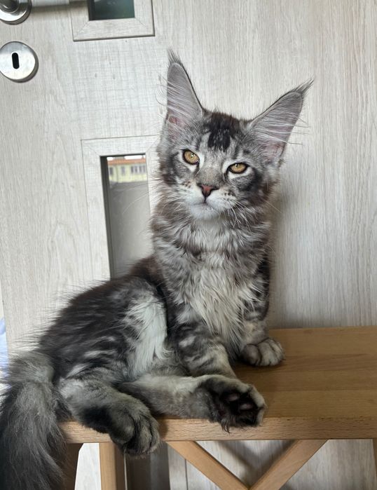 Srebrny kocurek Maine Coon gotowy do odbioru
