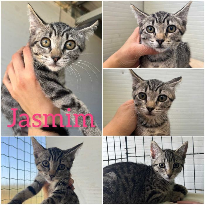 Jasmim - gatinha para adopção