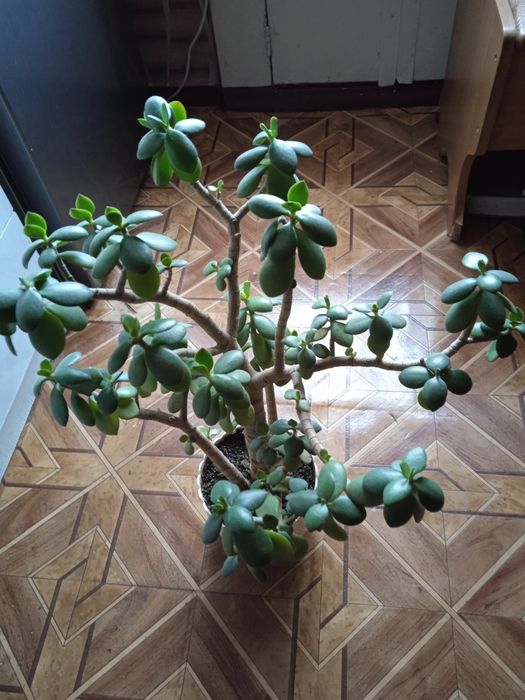 Продам денежное дерево  60см ( на БМВ)