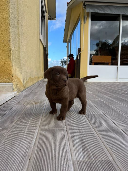 Labrador fêmea com LOP