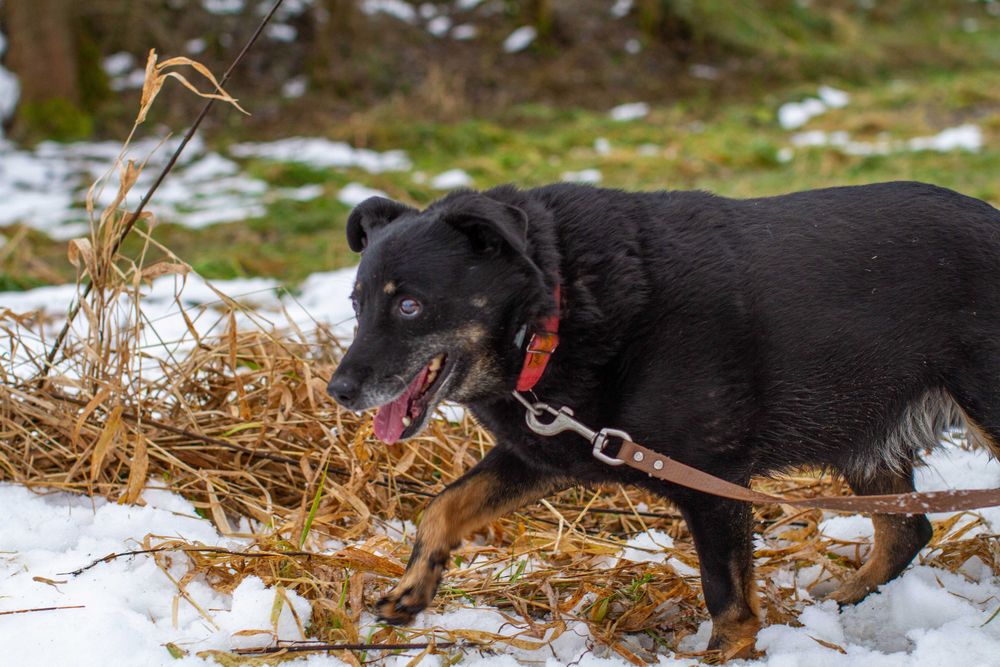 LOGAN, PIES DO PILNEJ ADOPCJI - mamy czas do 31 grudnia 2025r.