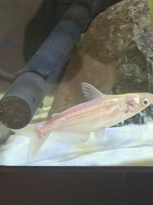 Troco ou vendo pangasius albino .