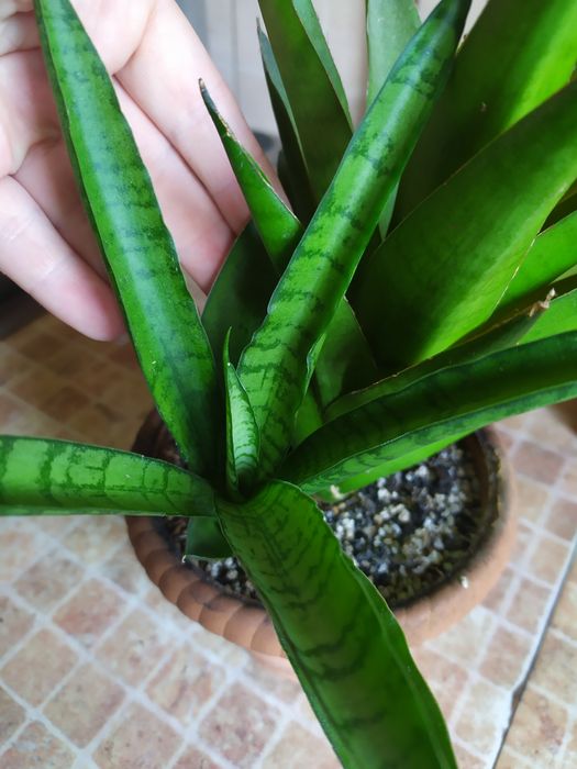 Сансевієрія Габріелла