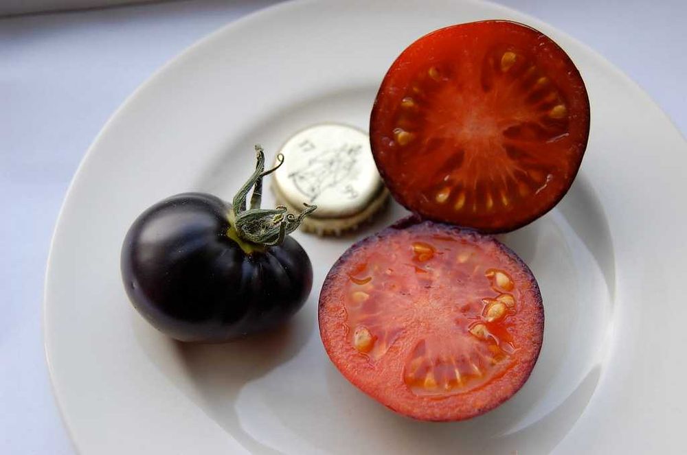 20 Sementes Tomate Osu Blue Variedade Rara