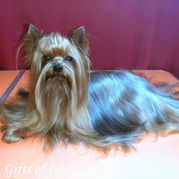 Йоркширский терьер вязка