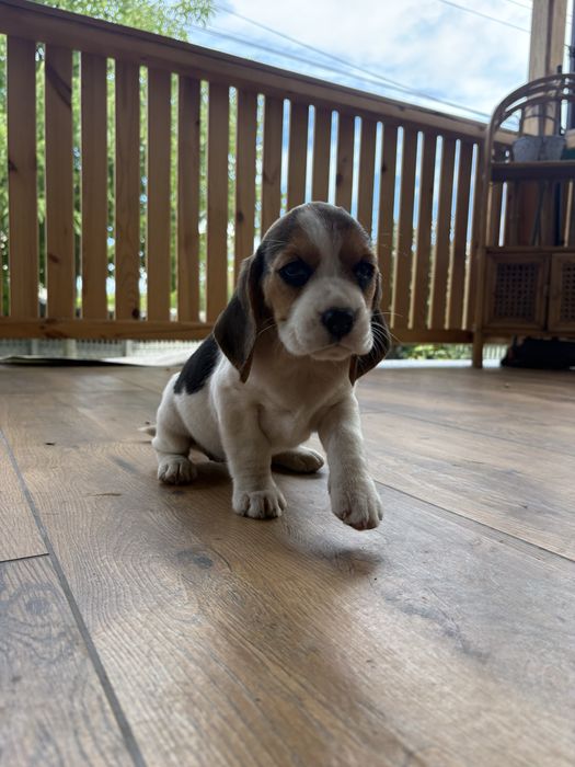 Piesek rasy Beagle