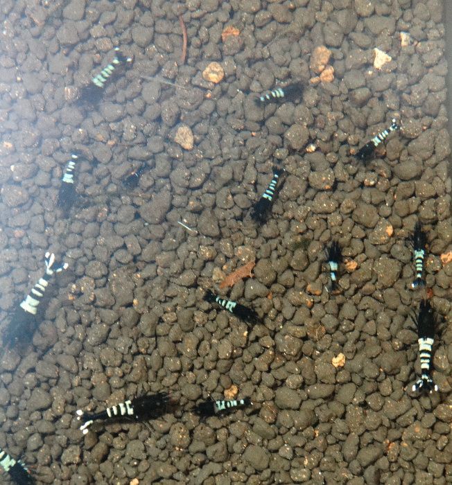 Krewetki Caridina Pinto Zebra Black ZAMIANA GRATIS PROMOCJA