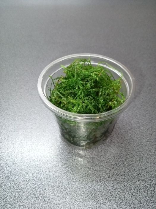 Java Moss, mech jawajski, kubek 100ml