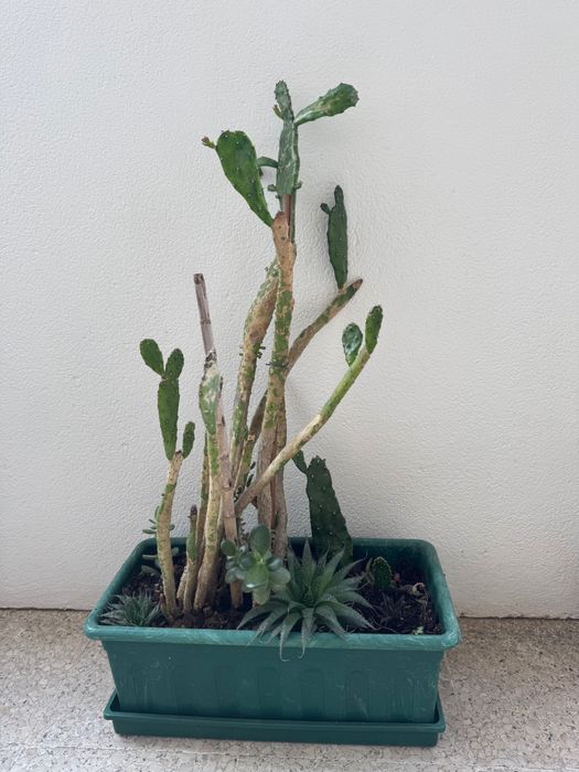 Vaso com cactos e suculentas – Diversas espécies
