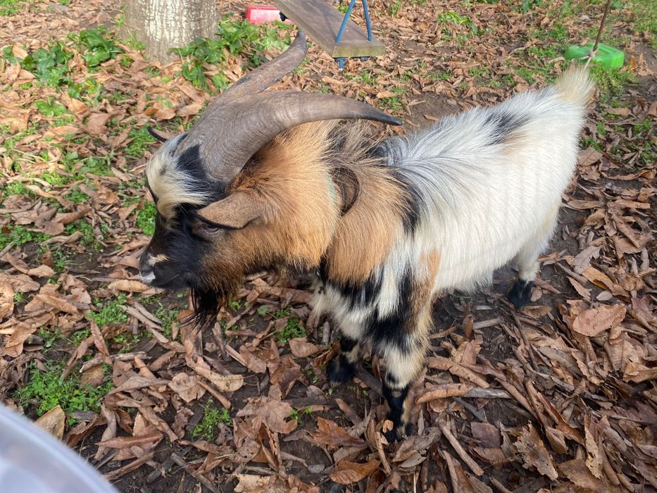 Cabras anãs dóceis