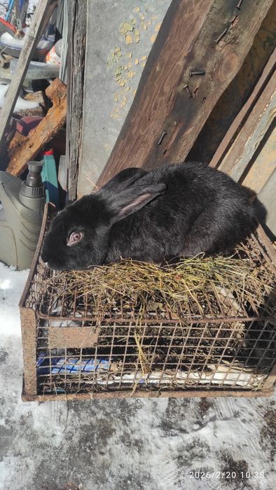 Króliki Kalifornijskie samce i samice.