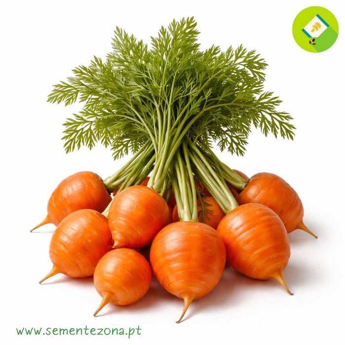 50 sementes de Cenoura Redonda de vaso (parisiense)