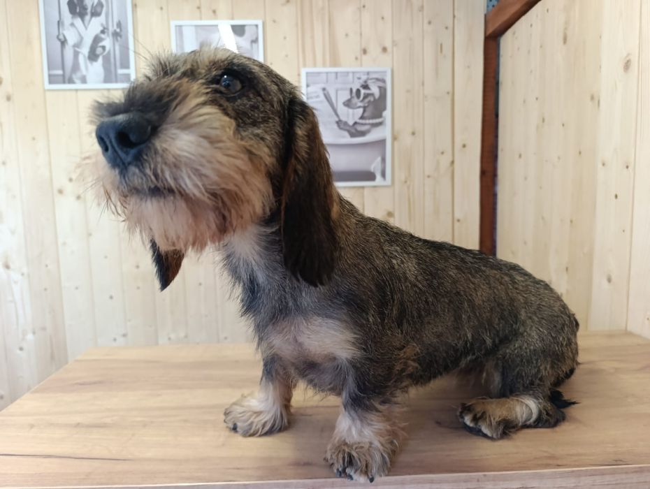 Jamnik szorstkowłosy standard