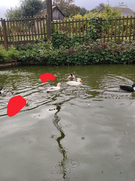 Kaczki call duck kanadyjki