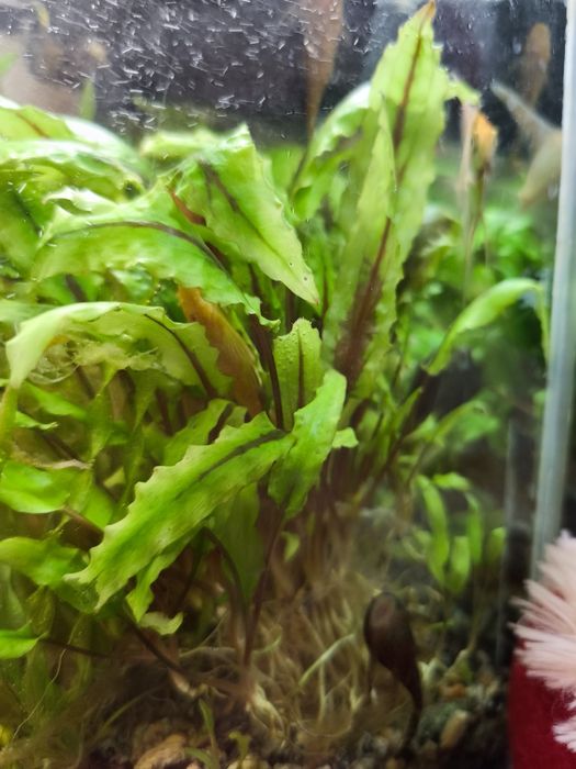 Продам аквариумное растение Криптокарина