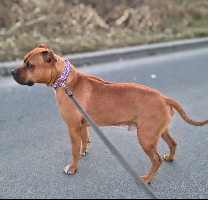 Do adopcji wspaniały Axel