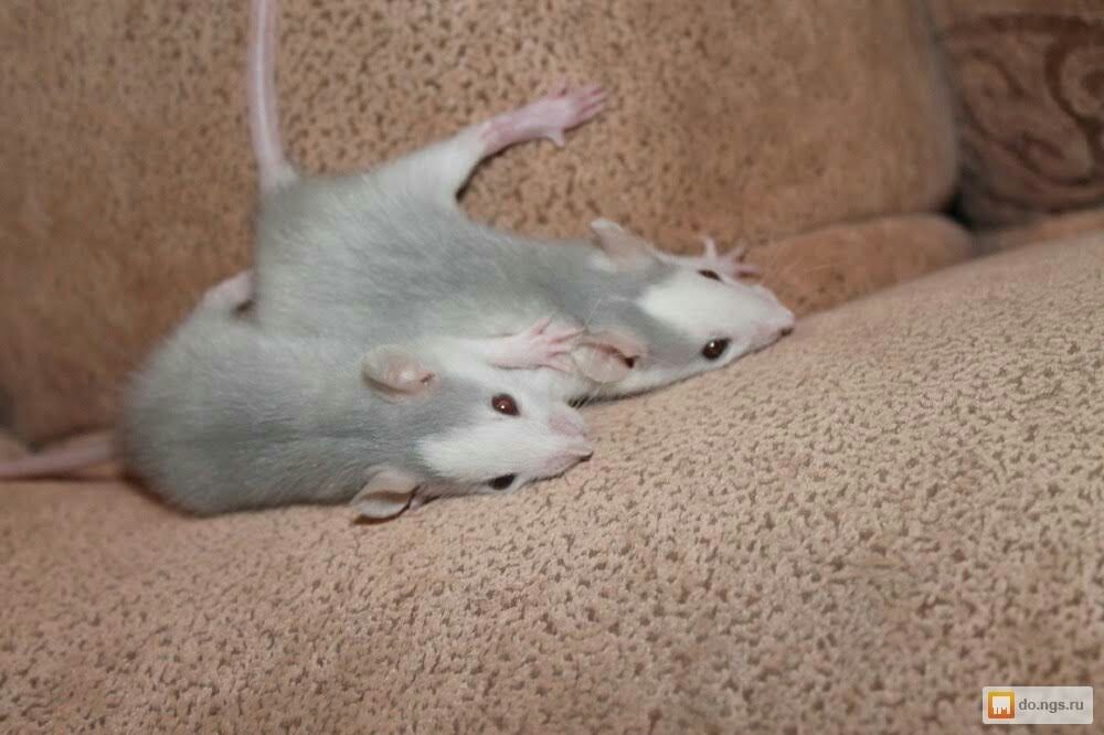 Крысы, крысята дамбо.Переписку не веду.