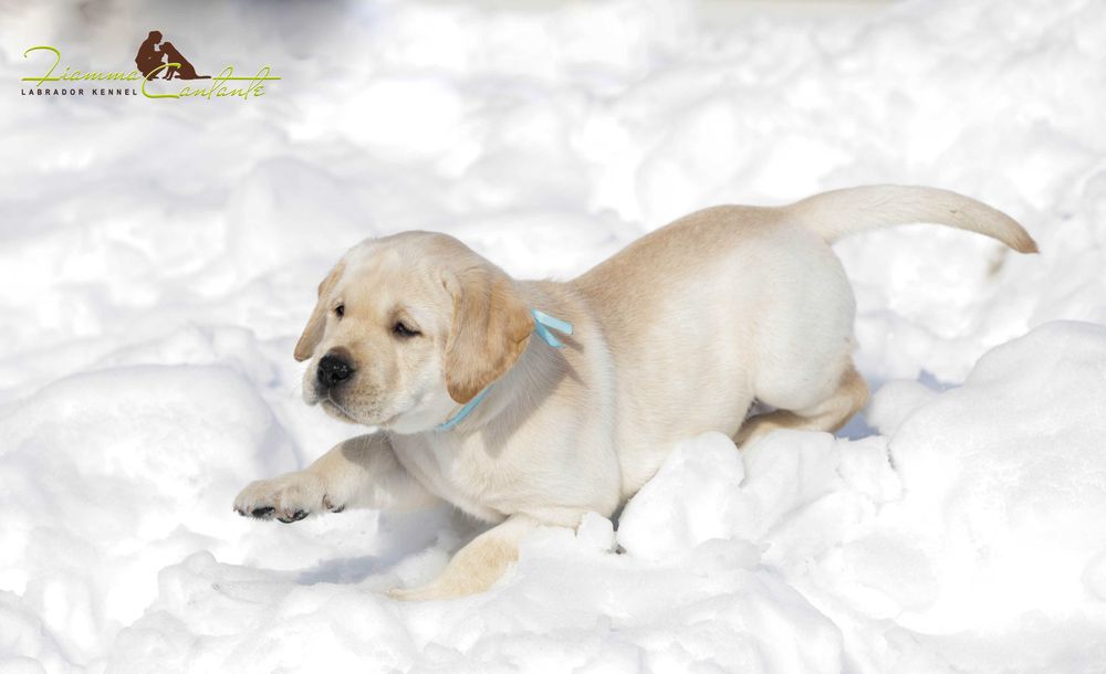 Цуценя лабрадора для виставок та сім'ї