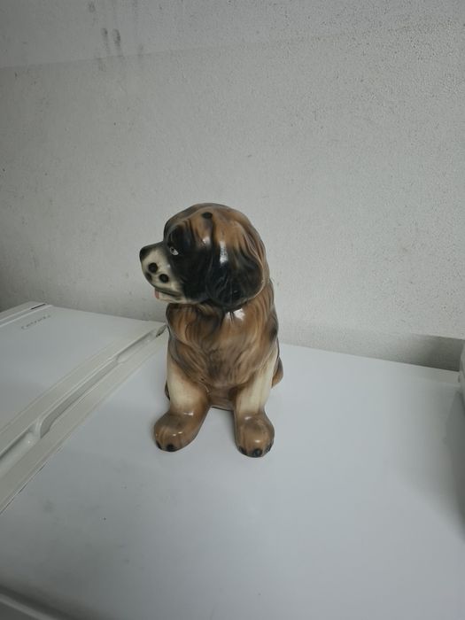 Cão para exposição a um preço acessível