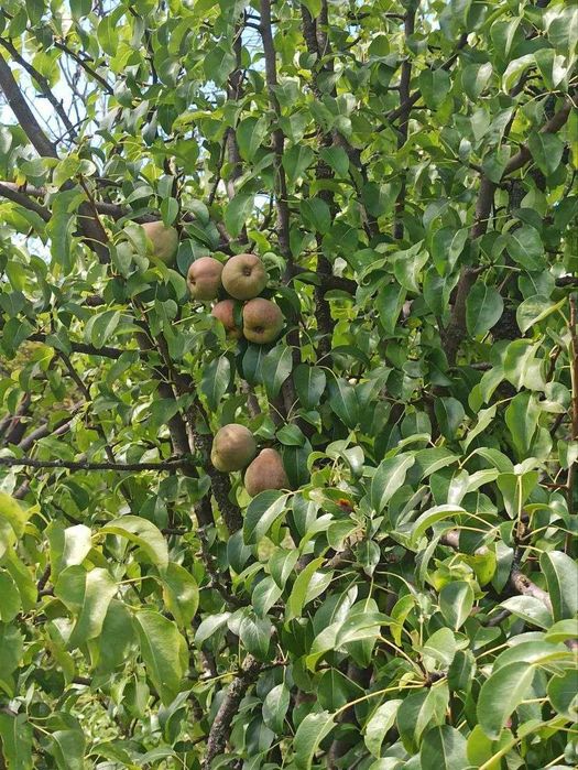 СВОЯ ділянка 22 сот с/т Держпром Мала Данилівка