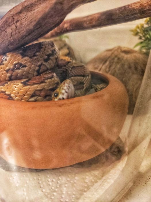 Cobra corn snake