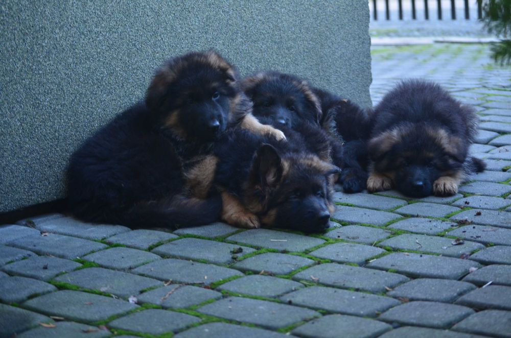 Owczarek Niemiecki Długowłosy SPRZEDAŻ!