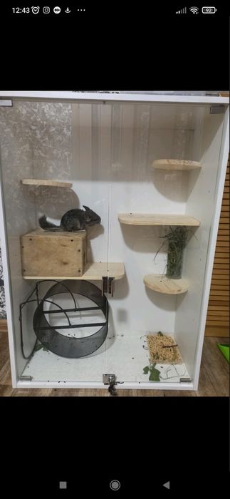 Пухнастий шушаШиншилка