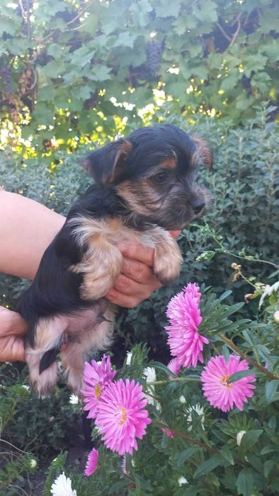 Гарні та грайливі цуценята йорчики