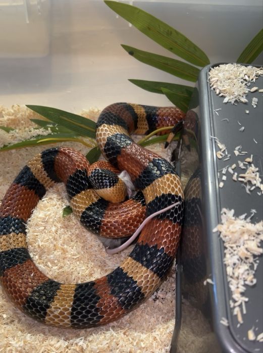 lampropeltis campbelli