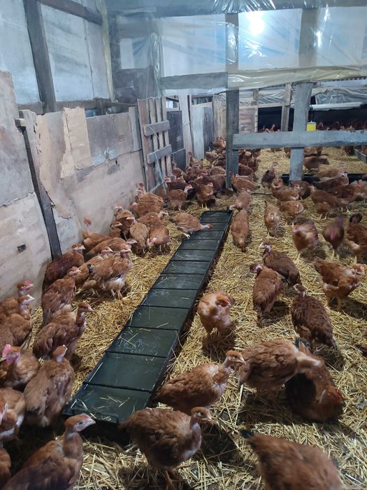 Молоді півники Голошейки