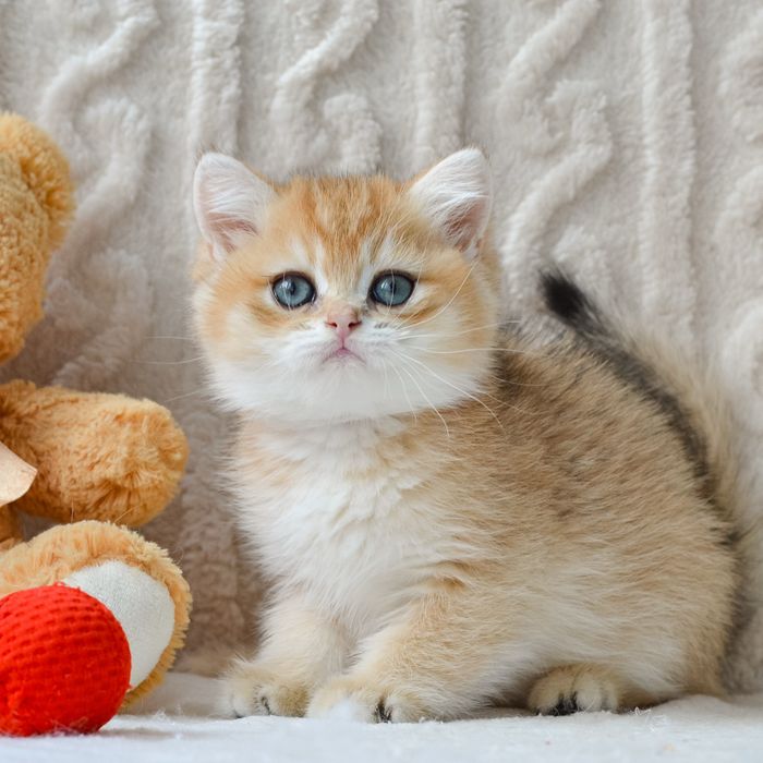 Розкішний золотистий котик