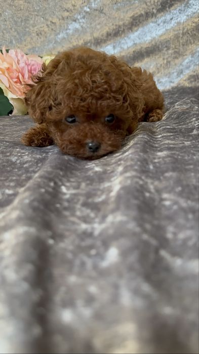 Хлопчик  міні, батьки Китай