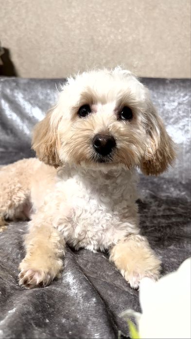 Хлопчик мальтіпу