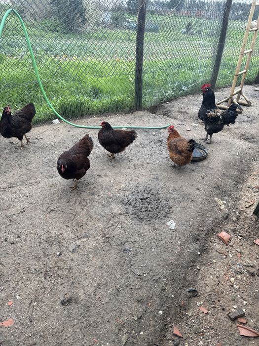 ovos de galinhas raças cruzadas