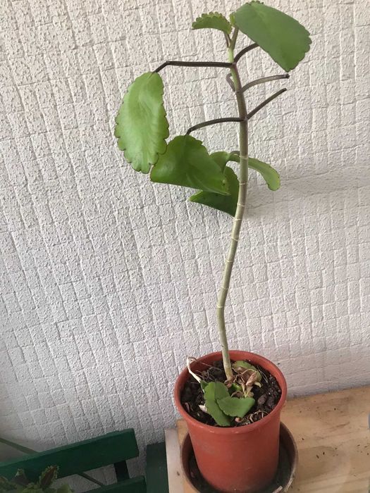 Plantas em vaso valor unit