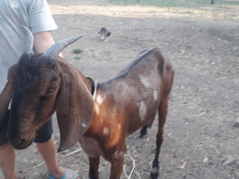 Продам коз Англонубійської породи.