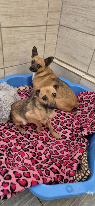 Dwa mikruski okolo 2 lata