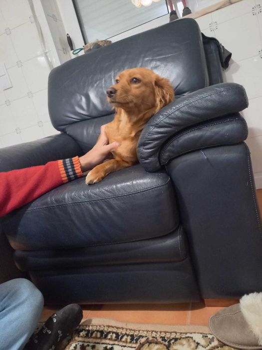 Cadelinha cruzada Dachshund e Cocker Spaniel