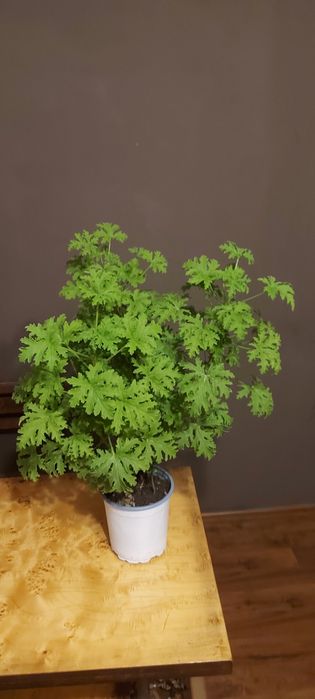 Anginka geranium duża 70cm