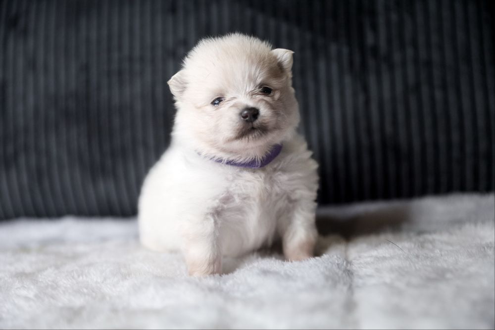 Szczeniak rasy pomeranian szpic miniaturowy
