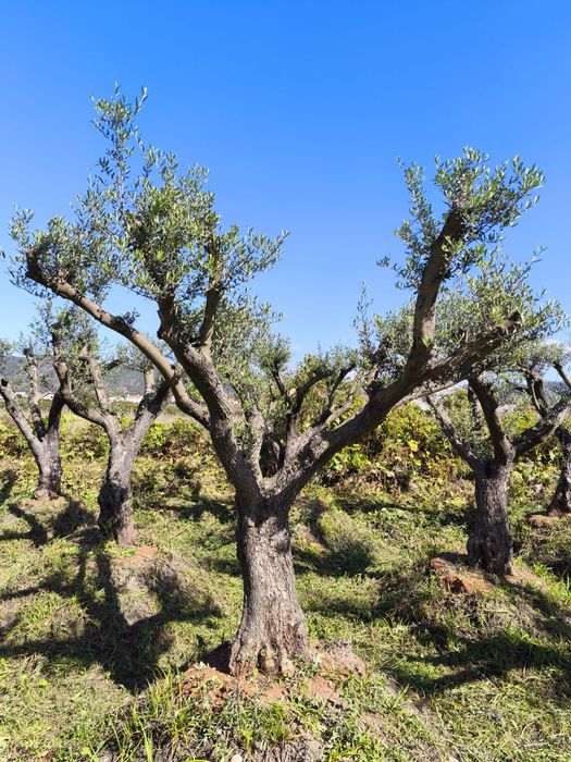 Oliveiras Ornamentais