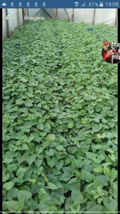 Rama de batata doce lira