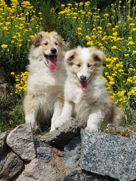 Owczarek szkocki collie