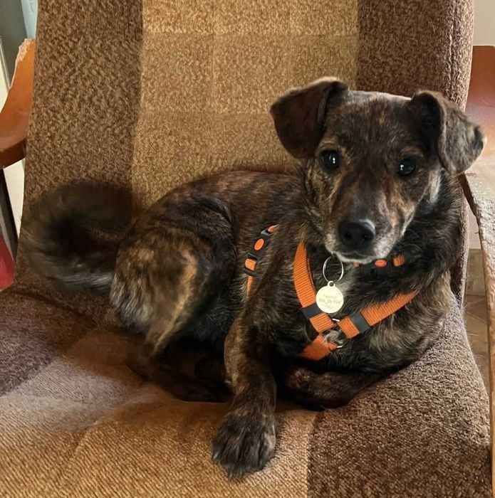 Mały piesek Cukierek szuka domu