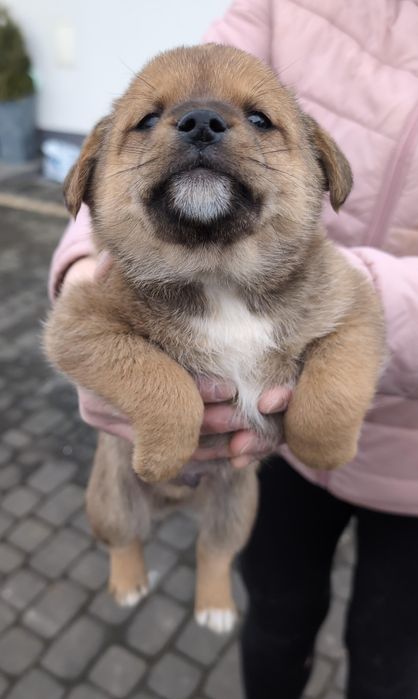 Małe pieski szczeniaki