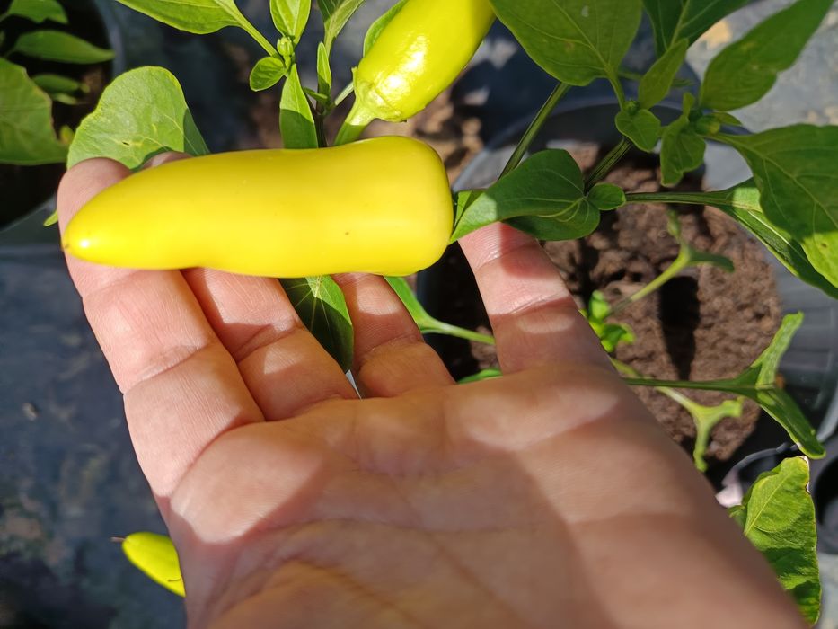 Plantas de Malaguetas raras