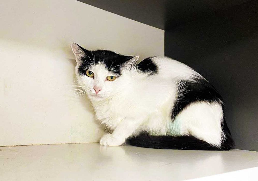 Кішка, кішечка, красунечка Брошка (1 р.) – в пошуках сім'ї!