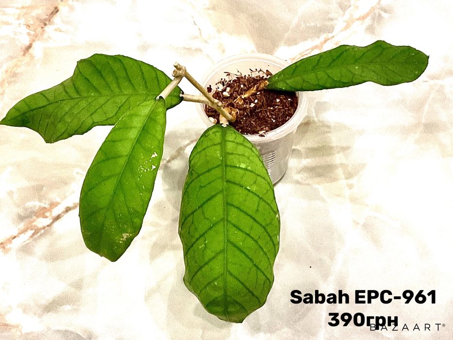 Хойя укорененные разные сорта.