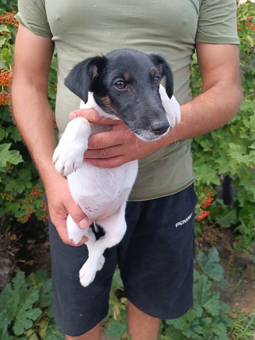 Фокс Терьер девочка полностью привита Одесса