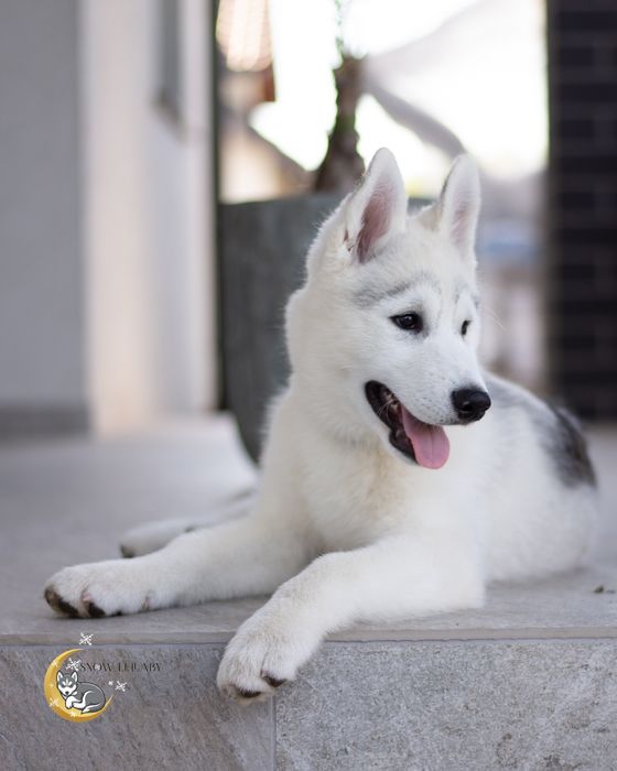 Szczeniak Siberian Husky z rodowodem ZKwP/FCI